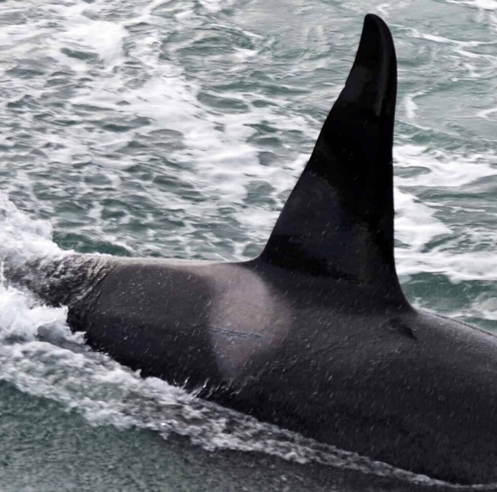 The Sculpture of Thunderstorm (SN060) – Orca Guardians Iceland